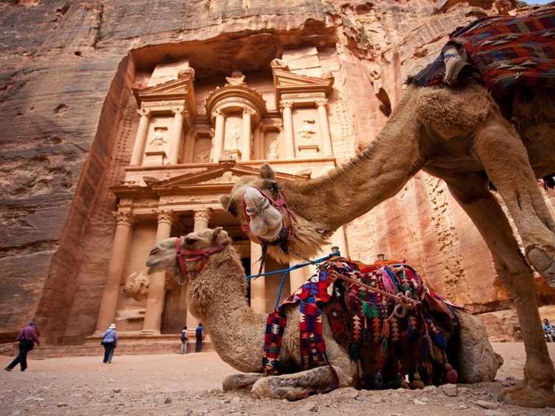 camellos Petra